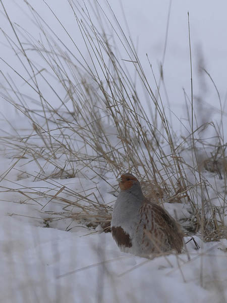 Peltopyy, Grey Partridge, Perdix perdix